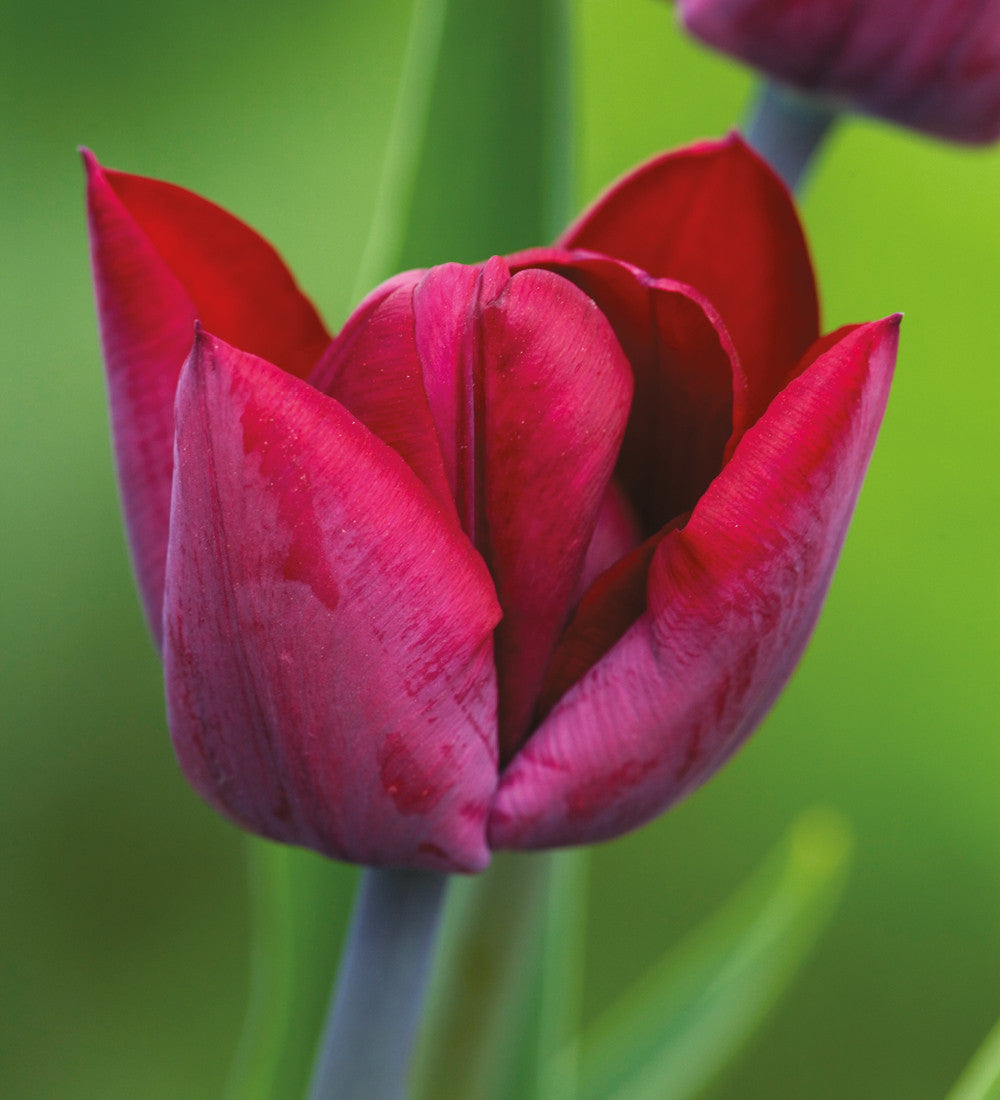 Tulip and Camassia Drift Mix