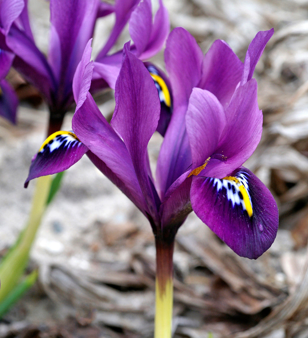 Iris 'Pauline' (Reticulata)