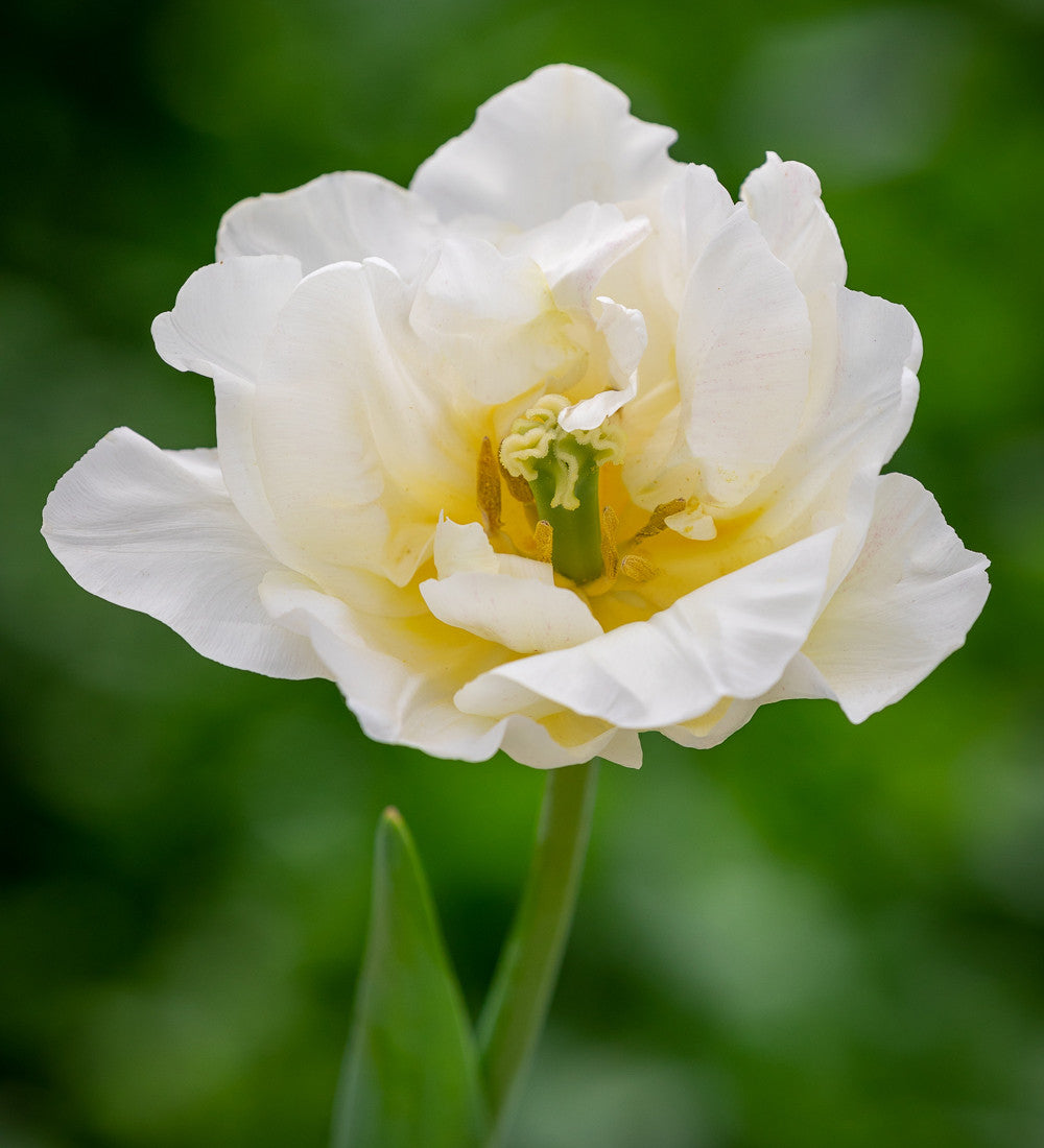 Rose Bowl Tulip Collection