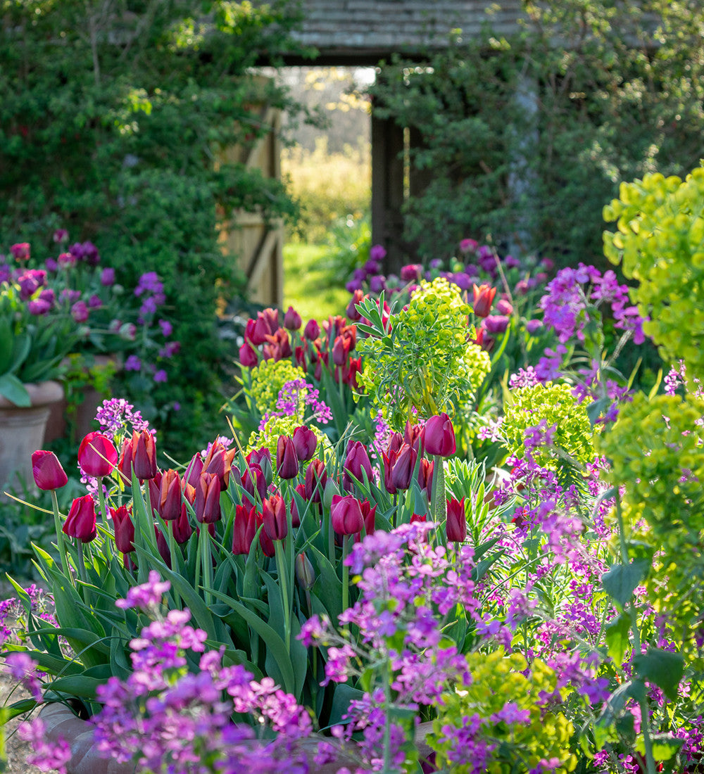 Spring Sunset Tulip Collection