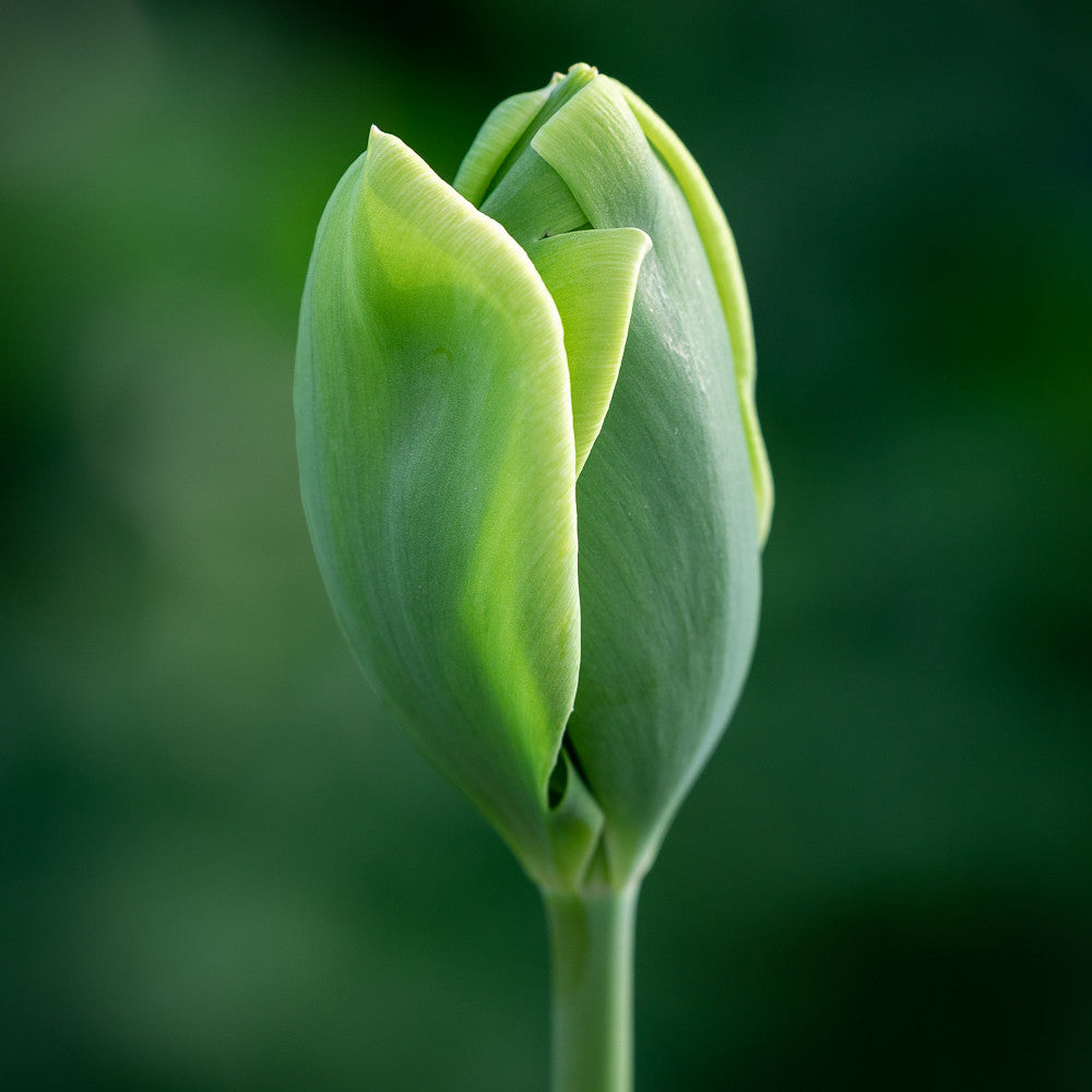 Tulip 'Green Power'