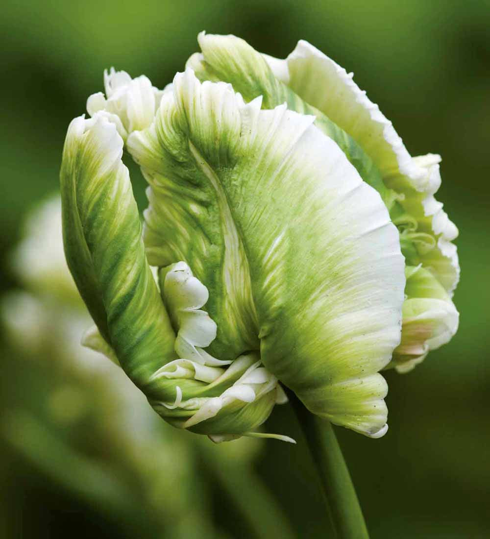 Tulip 'Super Parrot'
