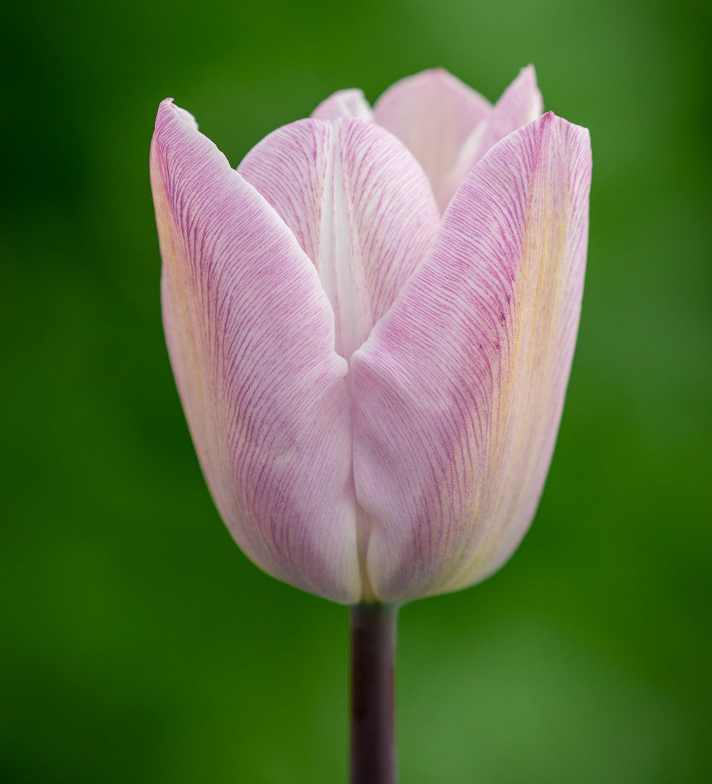Tulip 'Silver Cloud'