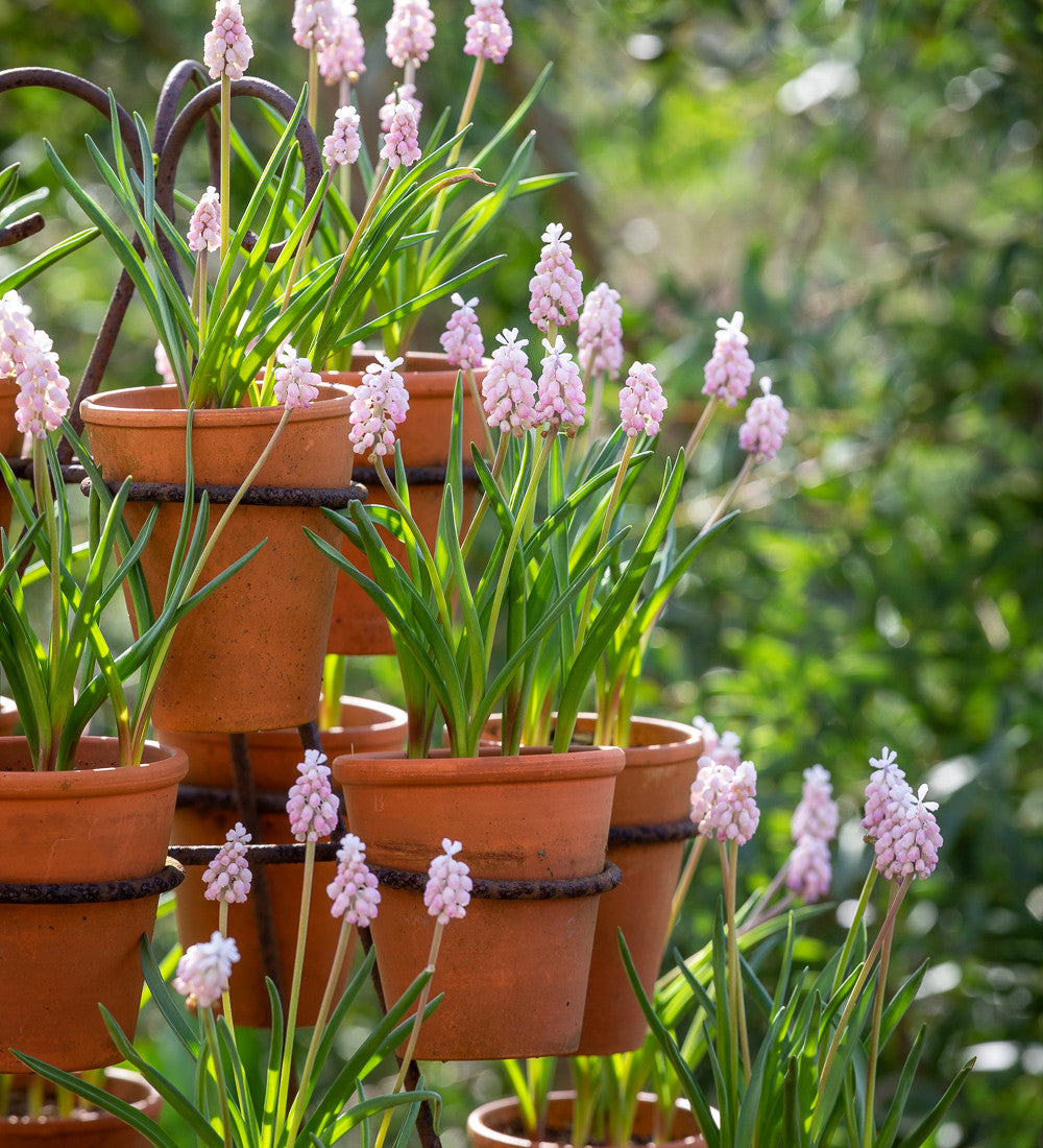 Muscari armeniacum 'Pink Sunrise'