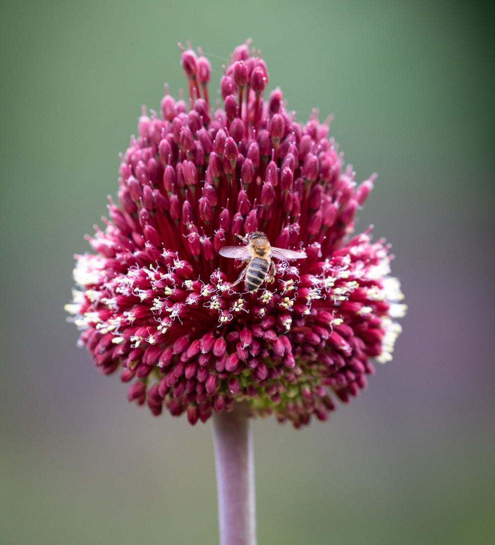 Miniature Jewels Allium Collection