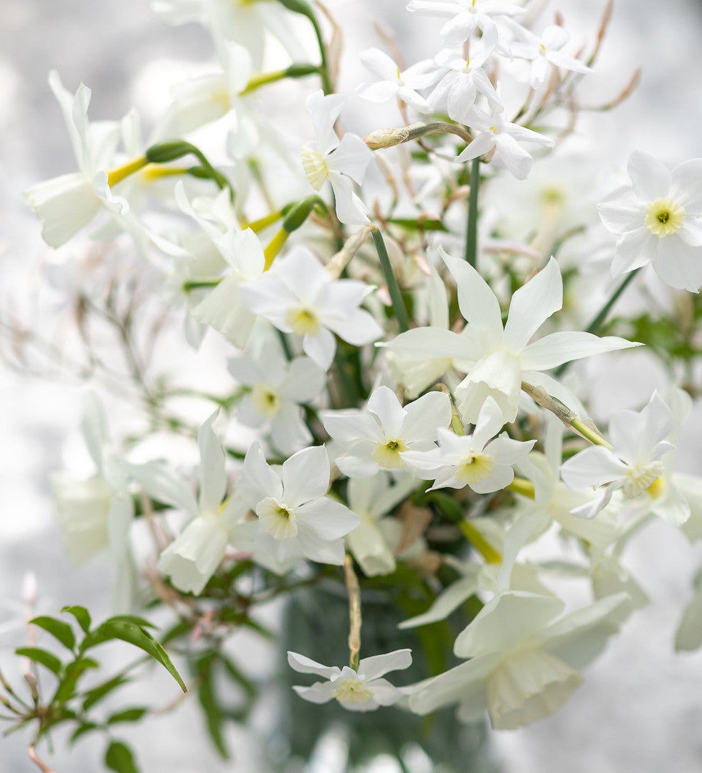 Scented White Narcissus Collection