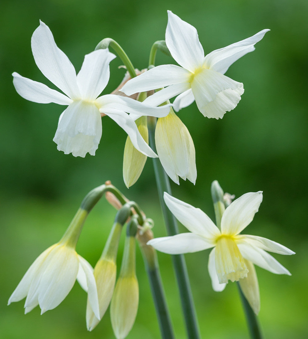 Scented White Narcissus Collection