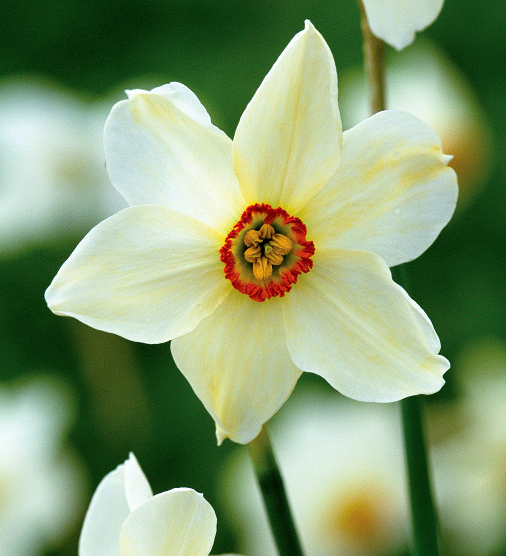 Pheasant's Eye Narcissus Collection