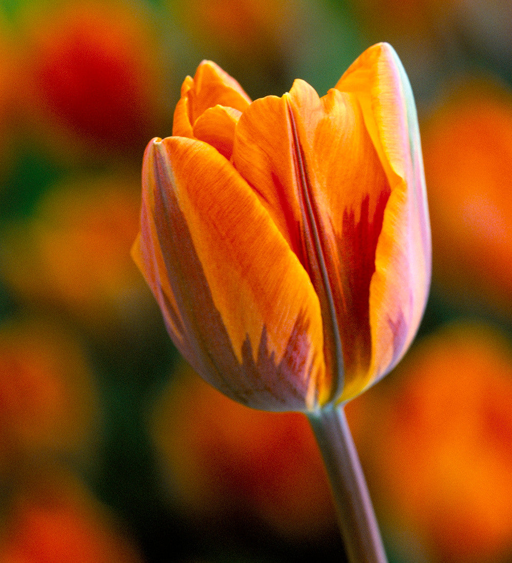 Tuscan Tulip Collection