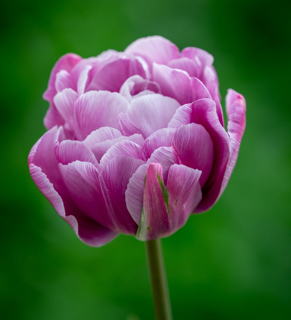 The Marbled Tulip Collection