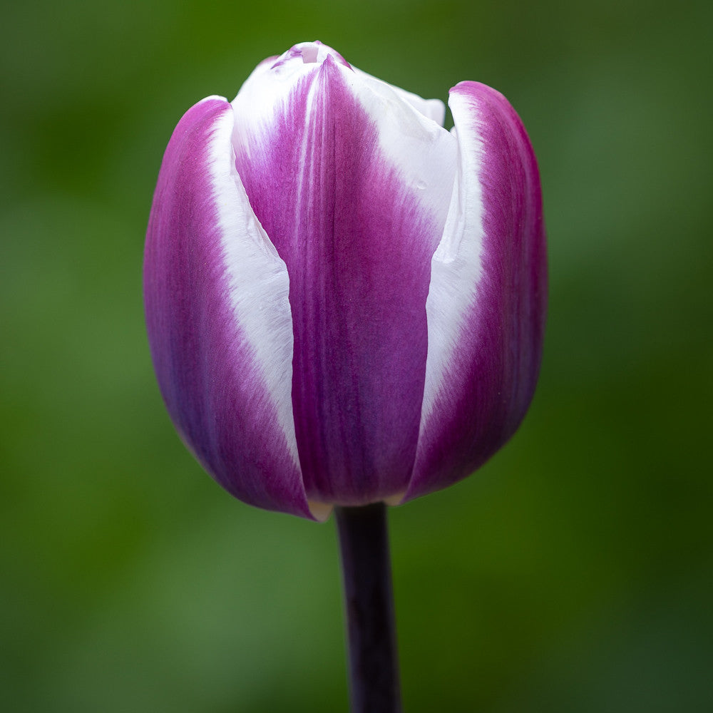 The Marbled Tulip Collection