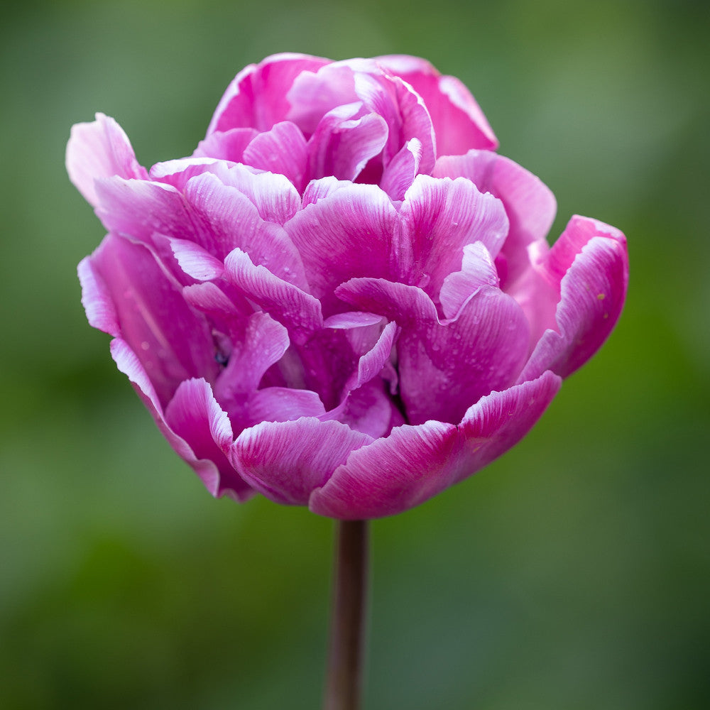The Marbled Tulip Collection