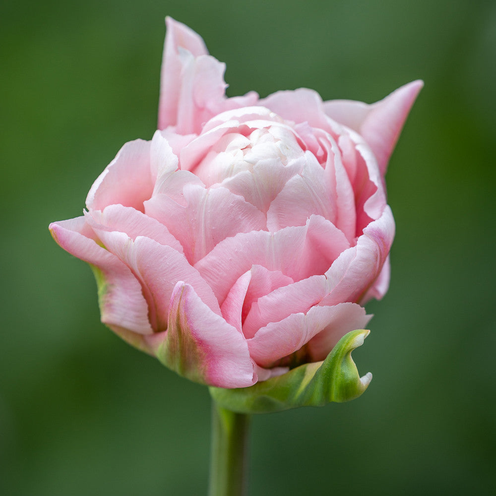 Tulip 'Dreamer'