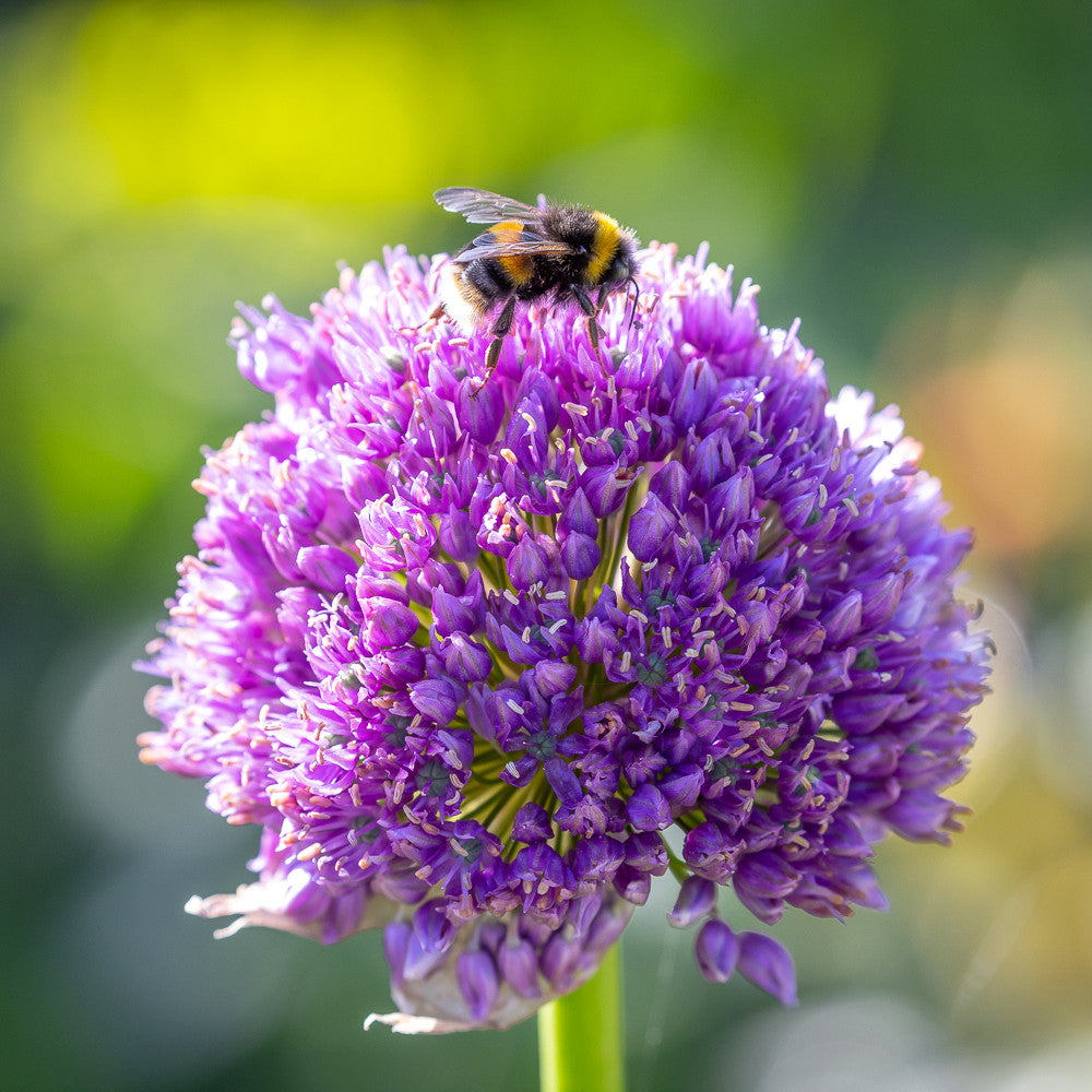 Best for Bees Allium Collection
