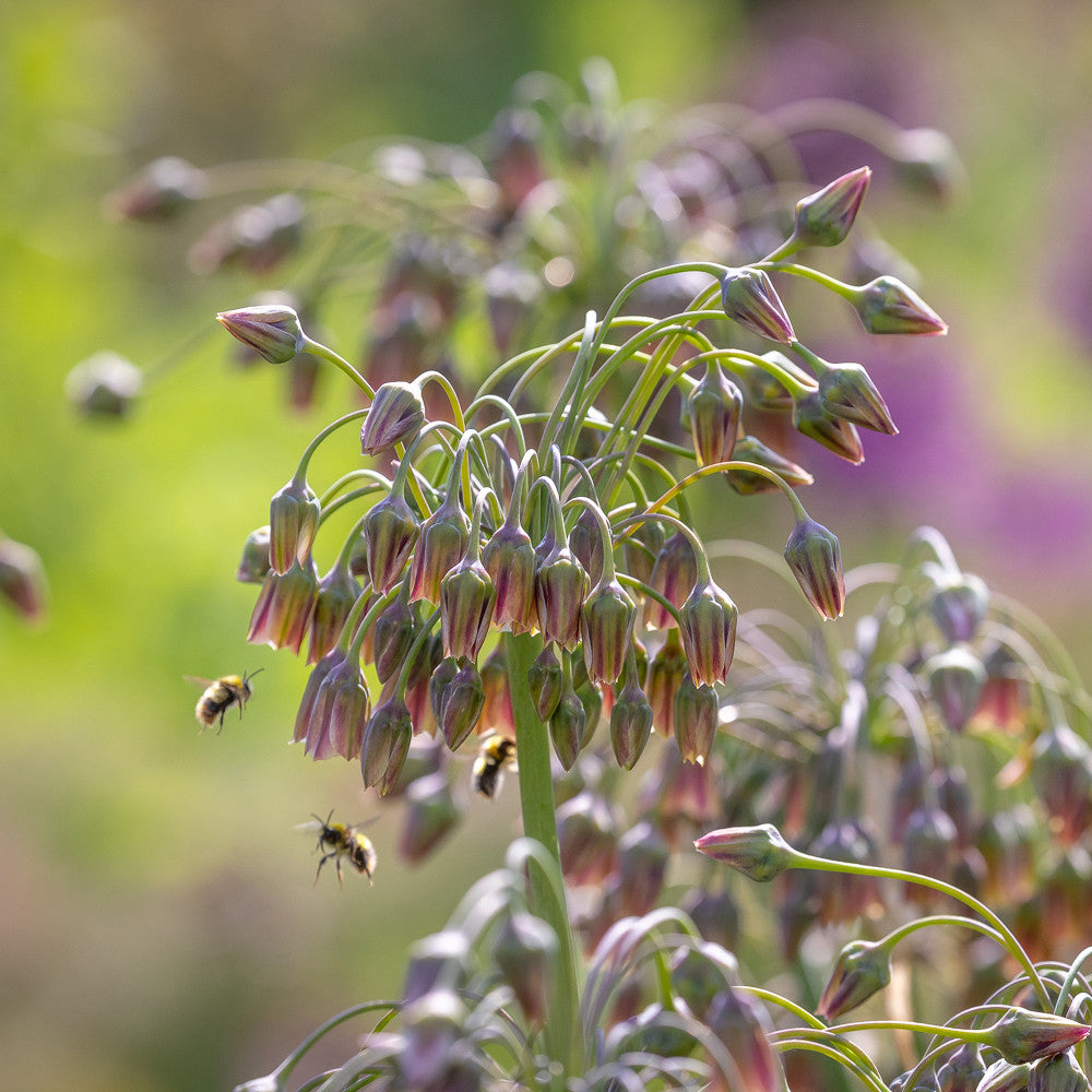 Best for Bees Allium Collection