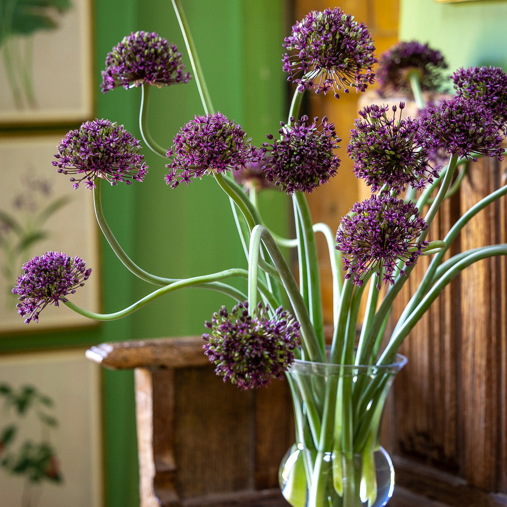 Allium schubertii 'Magic'