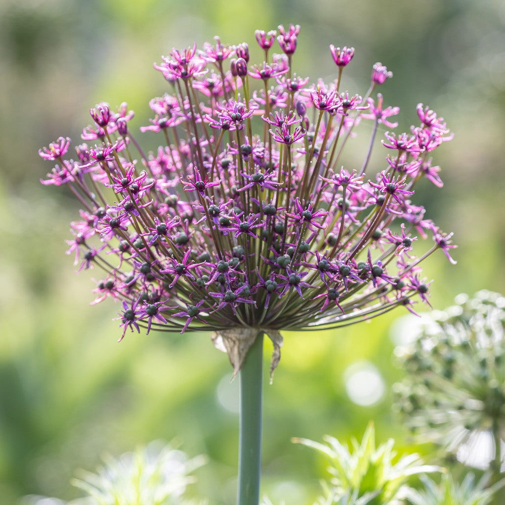 Allium schubertii 'Magic'