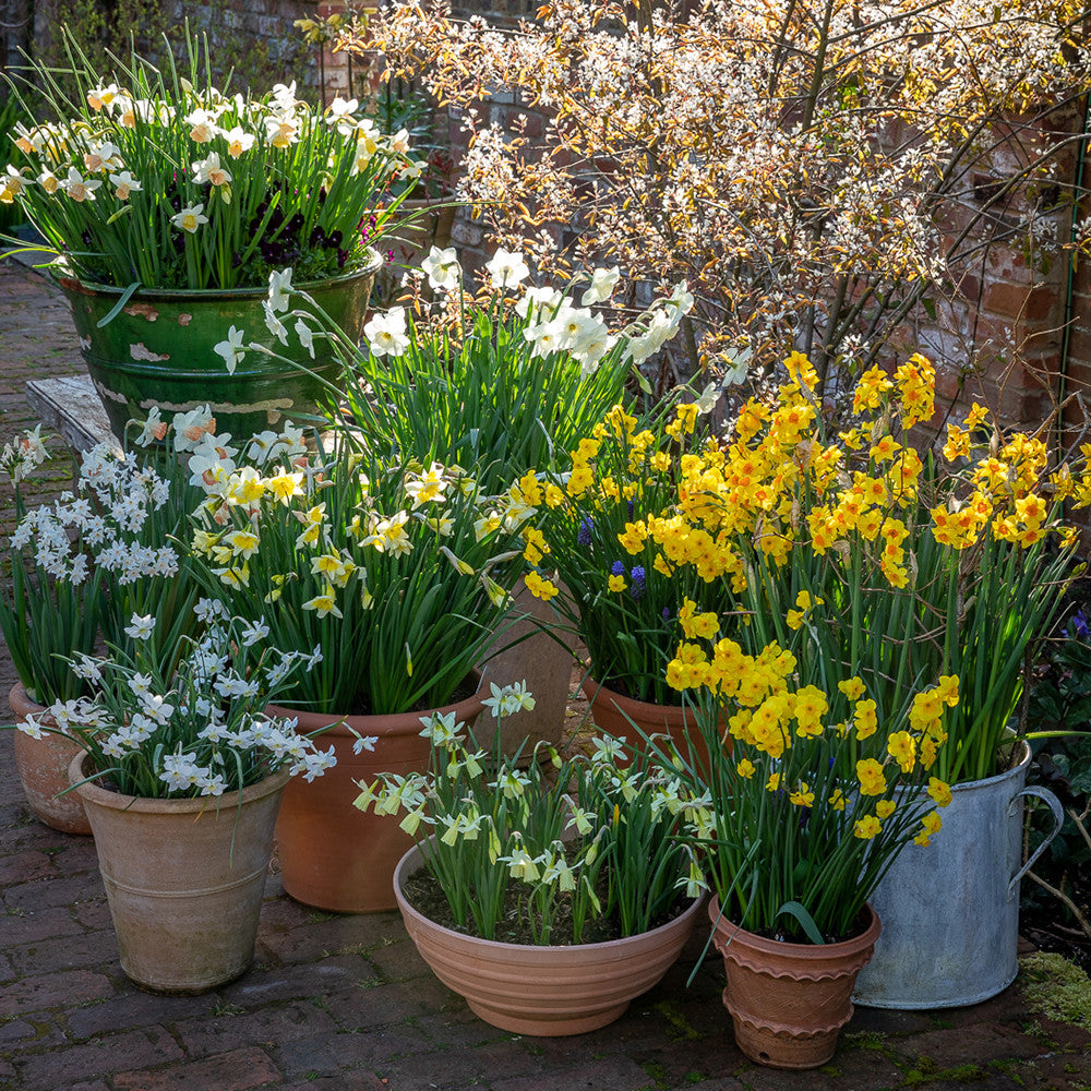 Dutch Yard Narcissus Collection
