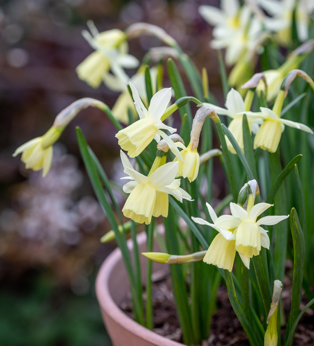 Dutch Yard Narcissus Collection