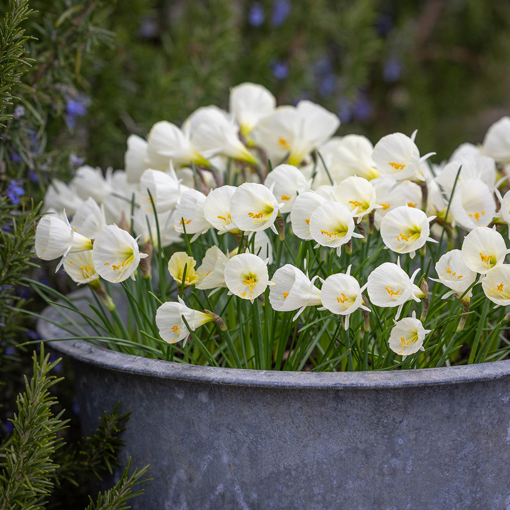 Narcissus bulbocodium 'White Petticoat'