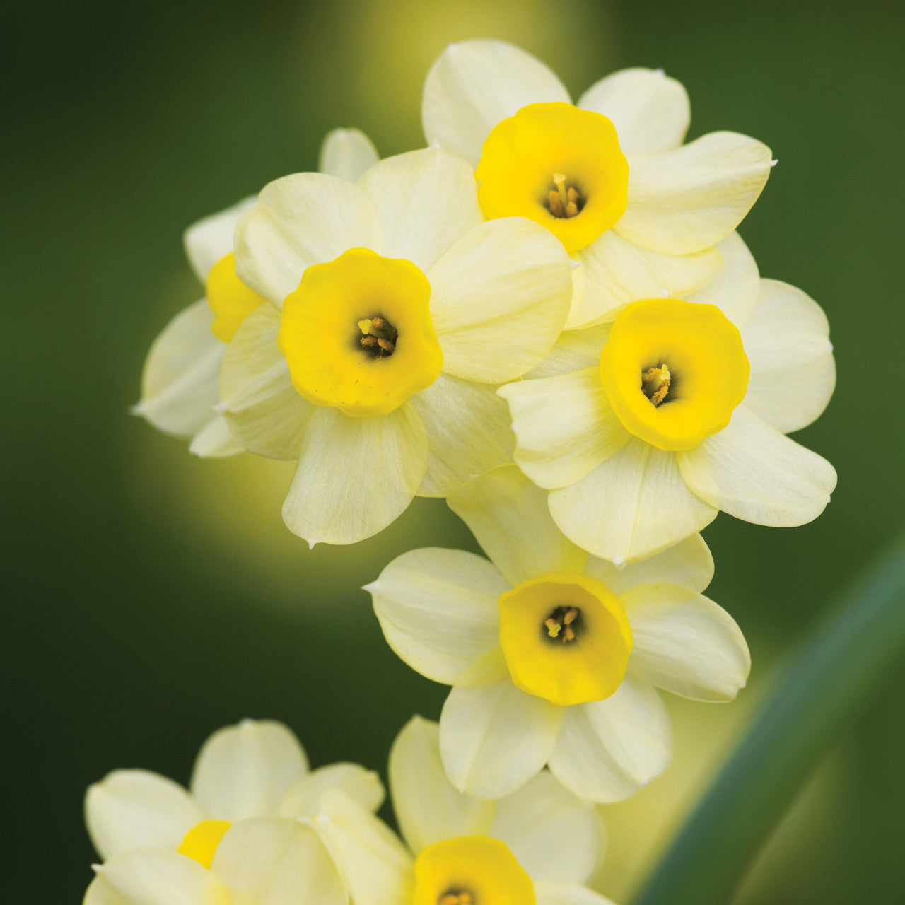 Spring Centrepiece Container Collection
