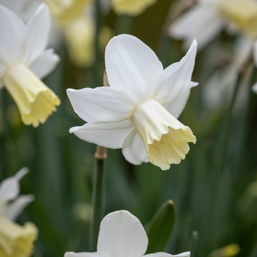 Spring Centrepiece Container Collection