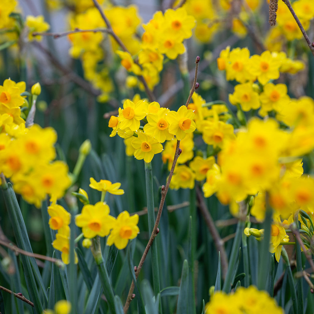 Narcissus 'Grand Soleil d'Or' (Forcing)