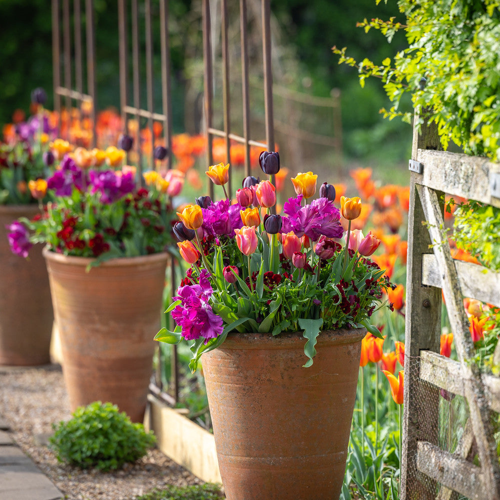 Ginger Snap Tulip Mix