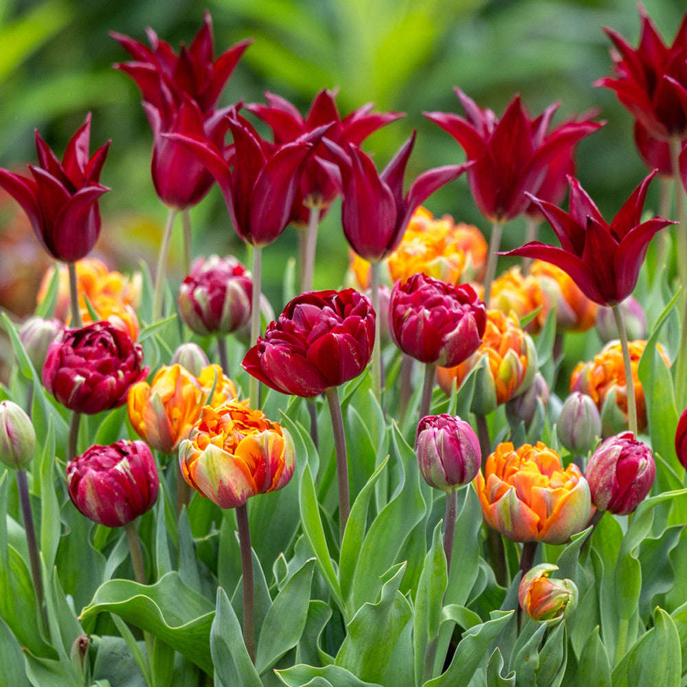 Bournville Orange Tulip Collection