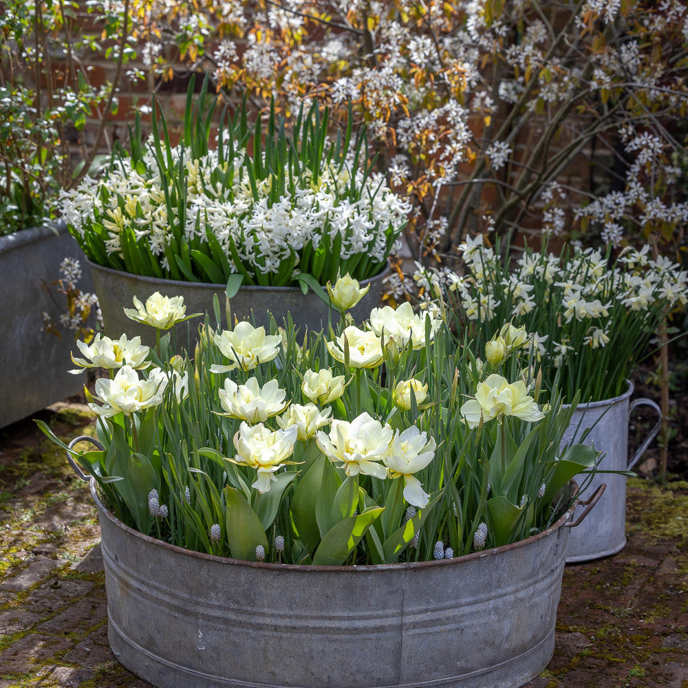 White Garden Bulb Collection