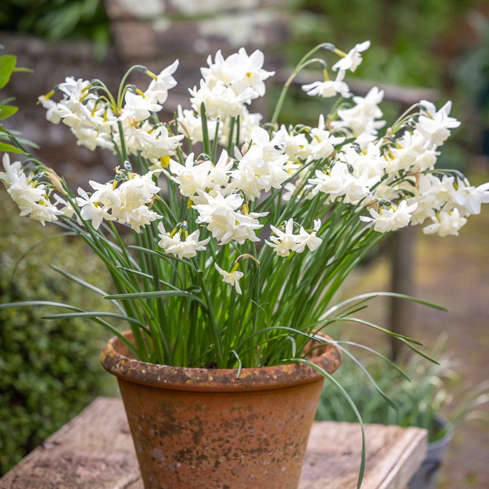 Narcissus 'Starlight Sensation'
