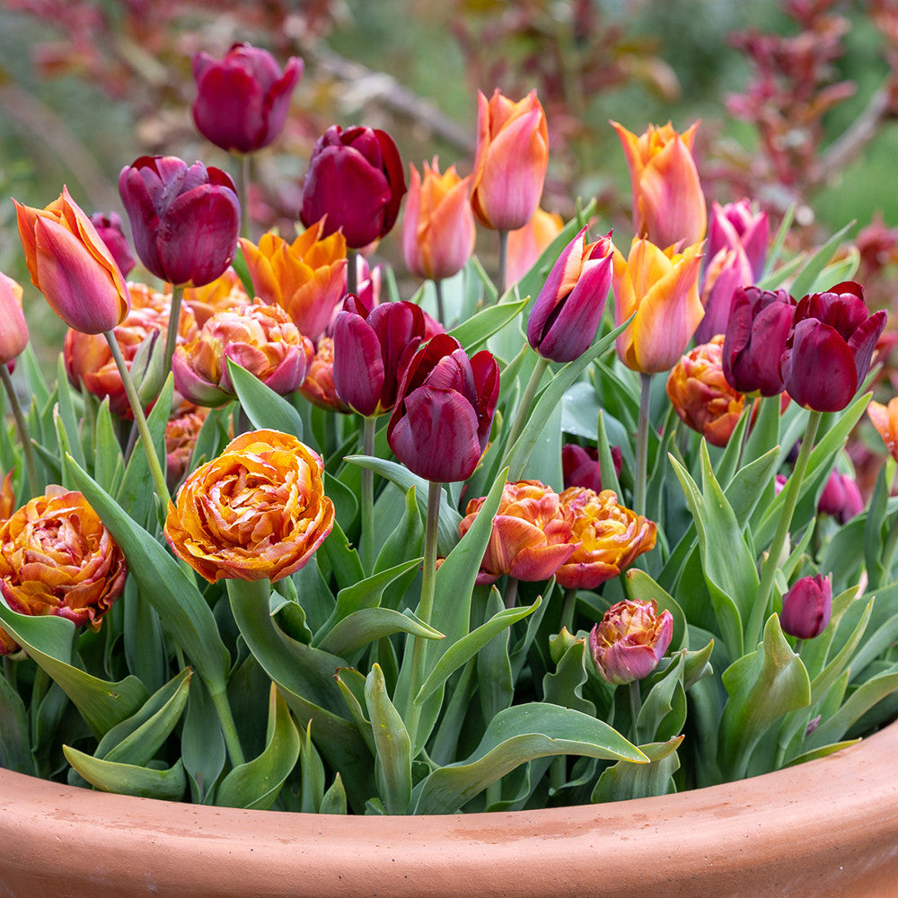 Match the Roses Tulip Collection
