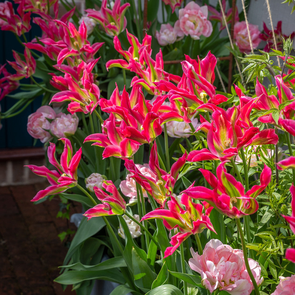 Jemima's Tulip Mix