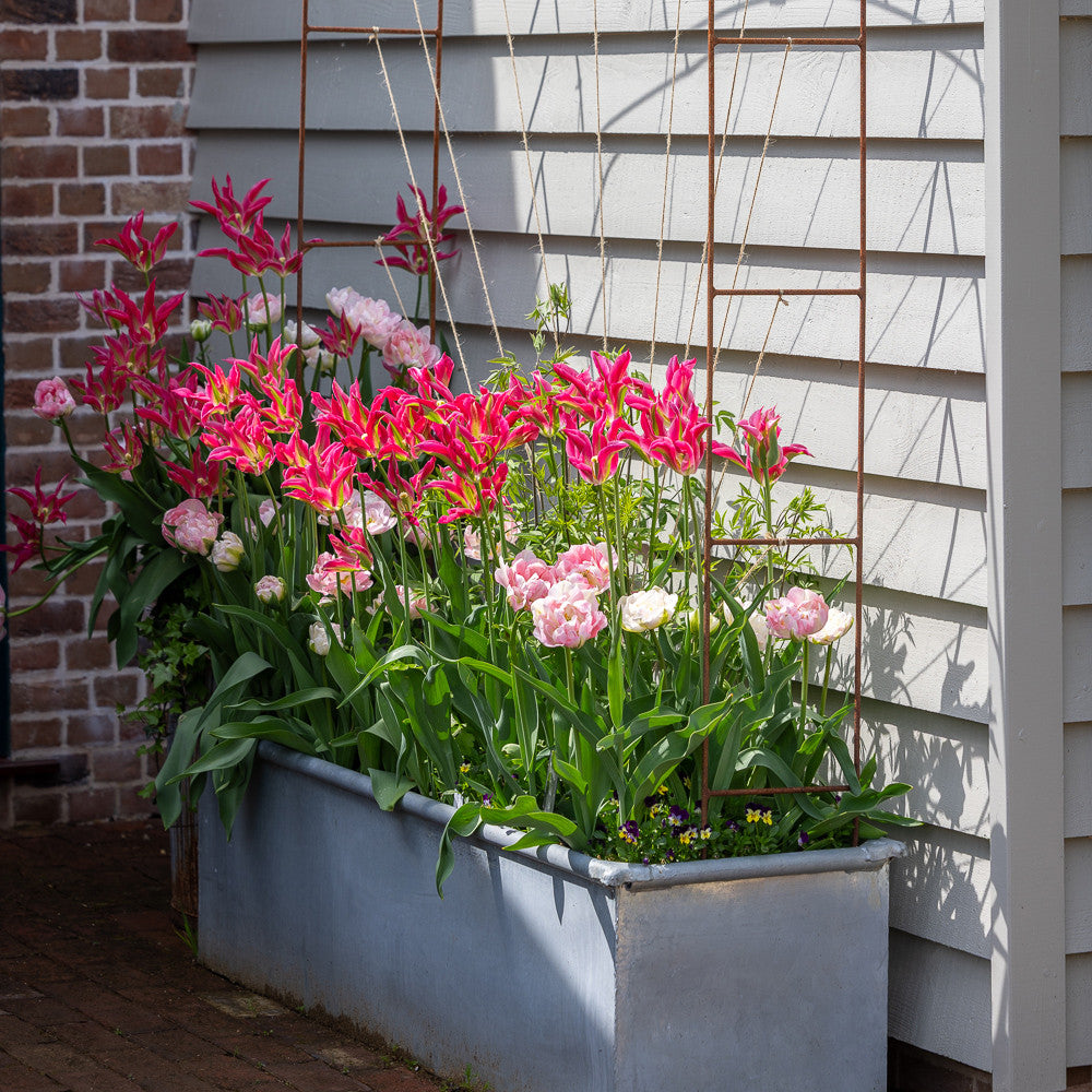 Jemima's Tulip Mix