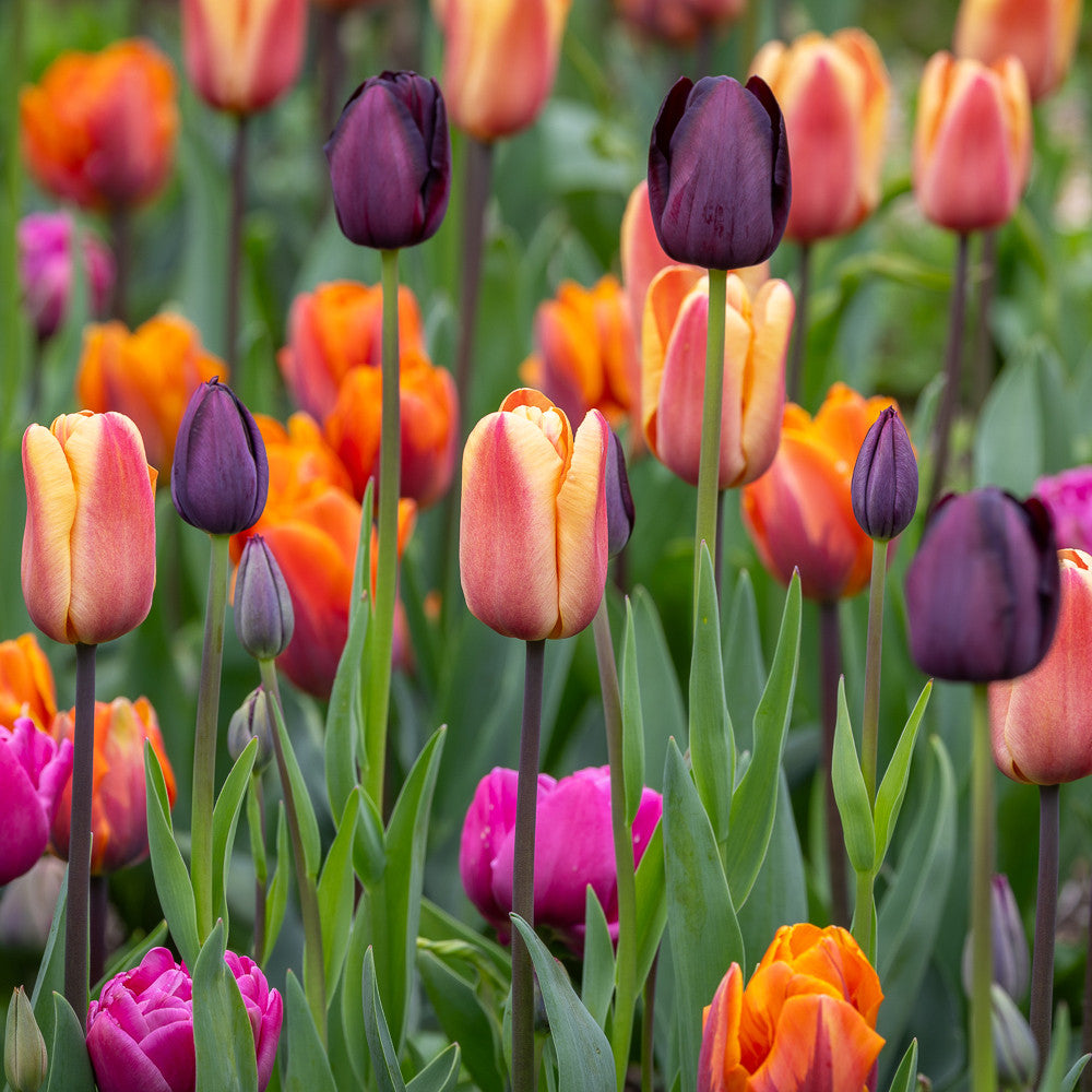 Wedding Hat Tulip Mix