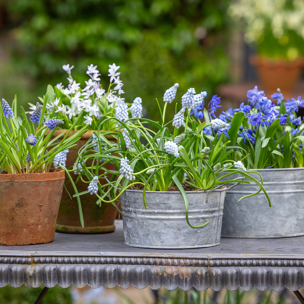 Town Garden Spring Pot Collection