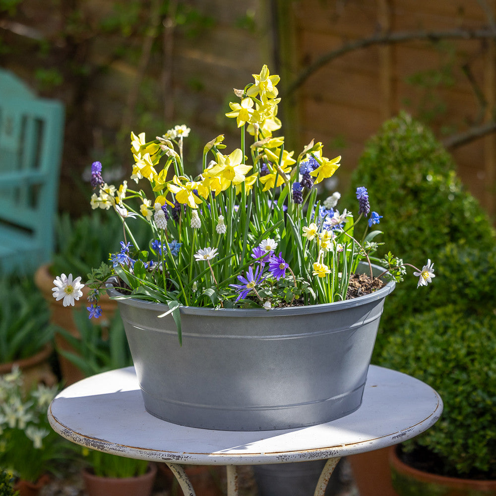 Tom's Mini Garden Spring Collection