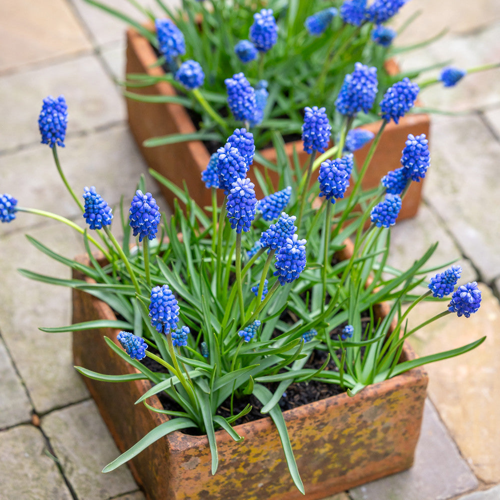 Muscari 'Blue Magic'