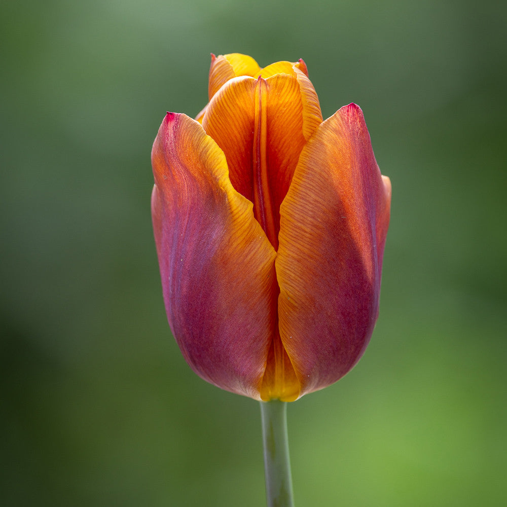 Mellow Tulip Collection