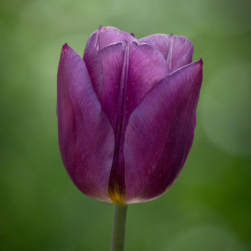 Mellow Tulip Collection