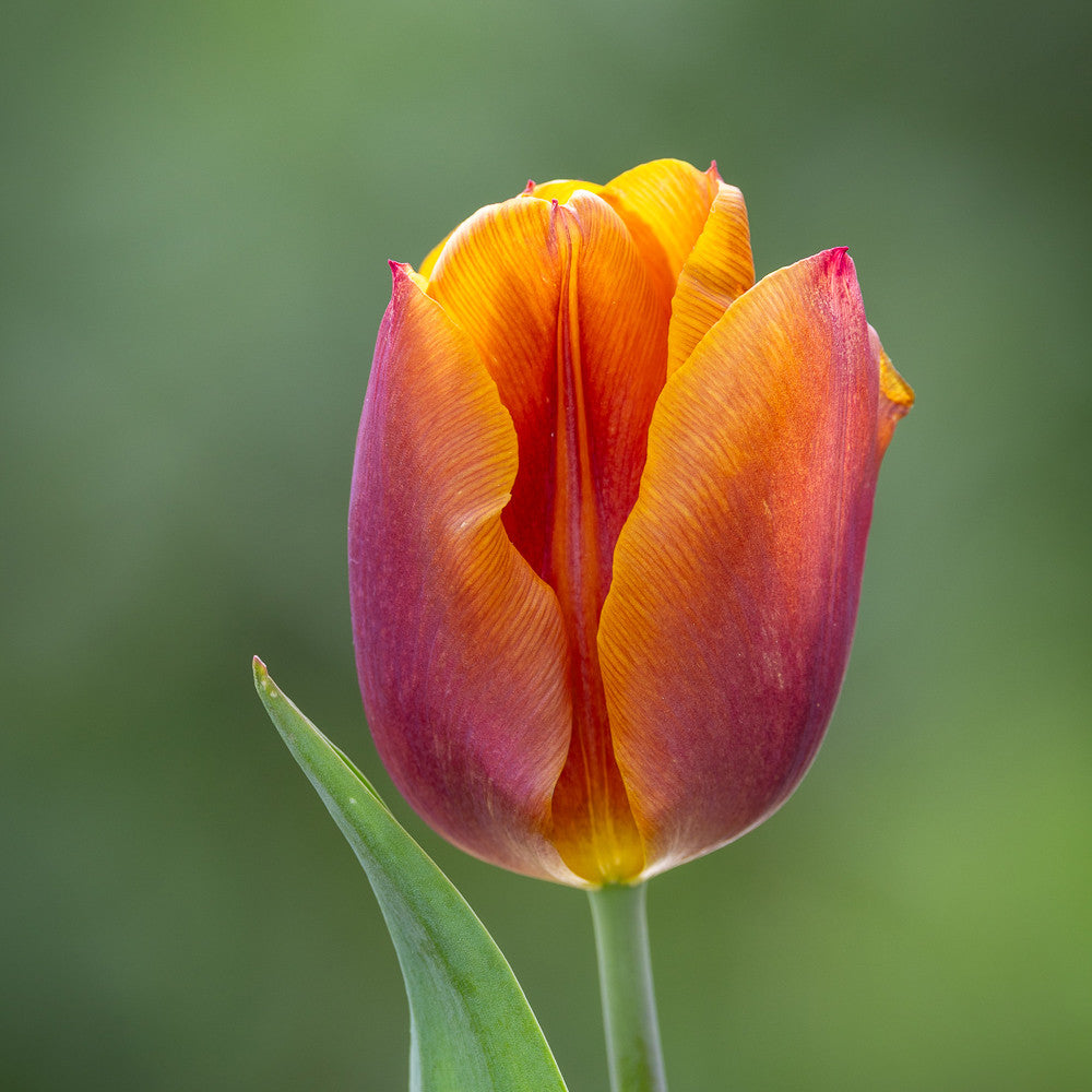 Tulip 'Copex Cairo'