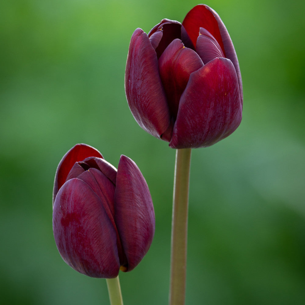 Tulip 'Dom Pedro'