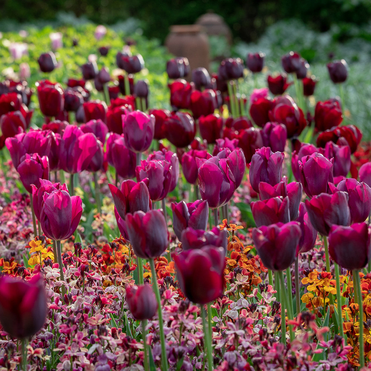 Rich Velvet Tulip Colour Splash Mix