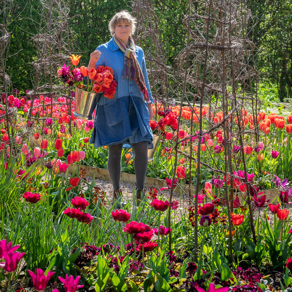 Bold & Brilliant Tulip Colour Splash Mix