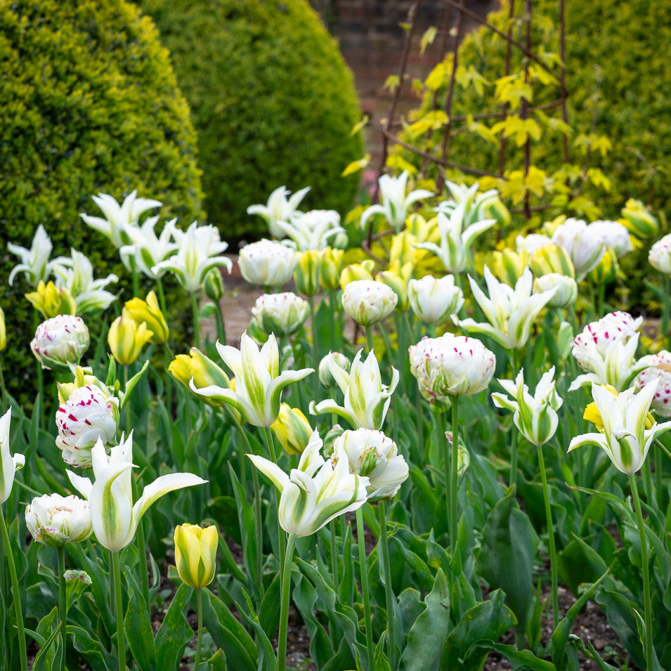 White Border Tulip Colour Splash Mix