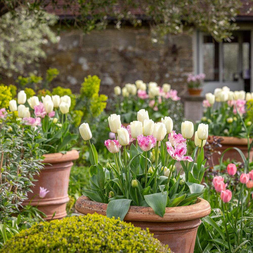 Sarah's Doorstep Tulip Collection