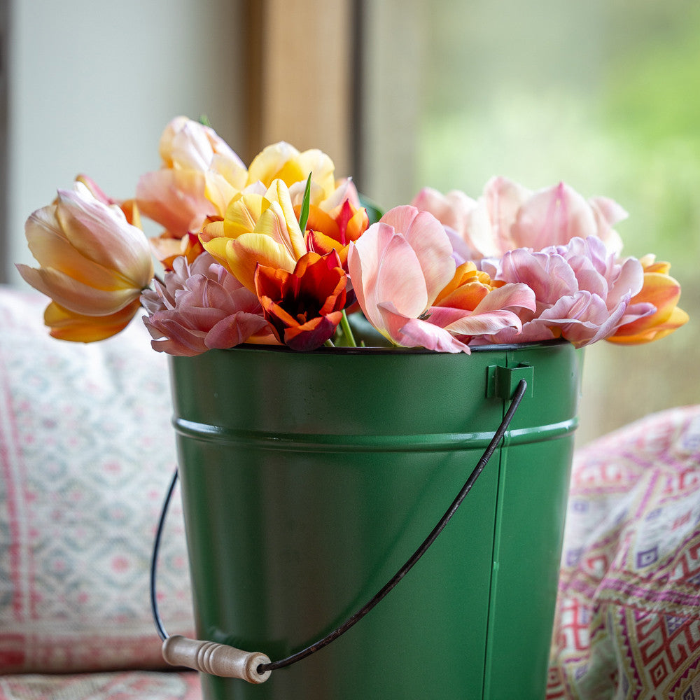 April Sunrise Tulip Collection