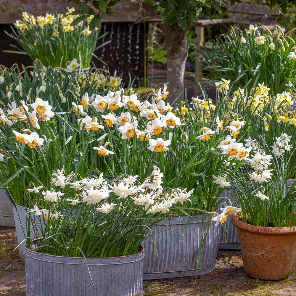 New Scented Narcissus Collection