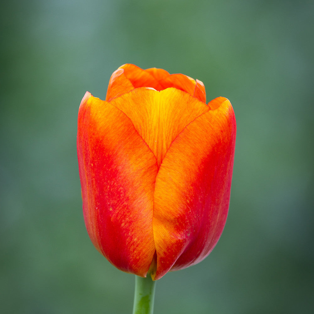 Tulip 'Bourbon Street'