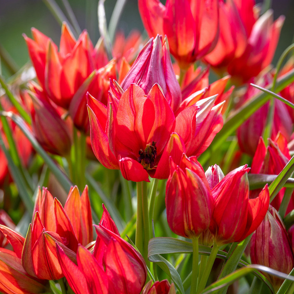 Tulip 'Fenna'